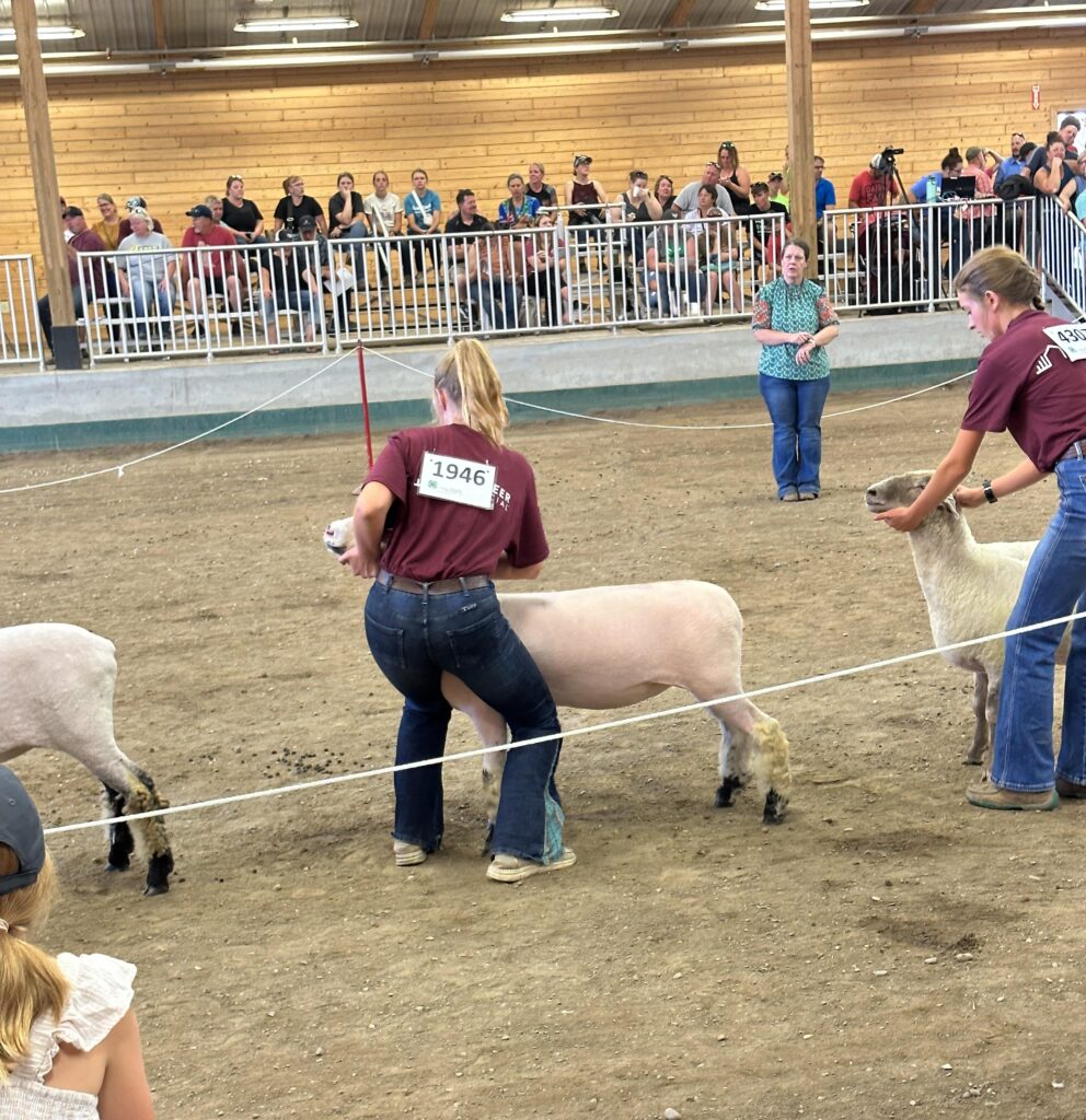 In this photo I used photoshop to remove the sheep judge from the background.